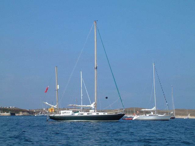 Spruce (GBRK 3846)
